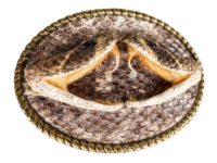 Real Rattlesnake Belt Buckle: Dueling Heads: Gallery Item 