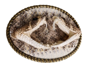 Real Rattlesnake Belt Buckle: Dueling Heads: Gallery Item 