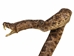 Mounted Real Texas Western Diamondback Rattlesnake Striker: 39-43": Gallery Item - 598-M102D-G4728 (9UG3)