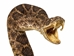 Mounted Real Texas Western Diamondback Rattlesnake Striker: 39-43": Gallery Item - 598-M102D-G4728 (9UG3)