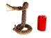 Mounted Real Texas Western Diamondback Rattlesnake Striker: 35": Gallery Item - 598-M102D-G6650 (Y2LRG)