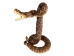Mounted Real Texas Western Diamondback Rattlesnake Striker: 35": Gallery Item - 598-M102D-G6650 (Y2LRG)