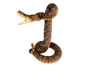 Mounted Real Texas Western Diamondback Rattlesnake Striker: 35": Gallery Item 