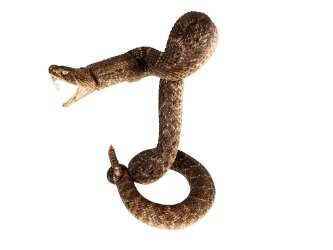 Mounted Real Texas Western Diamondback Rattlesnake Striker: 47": Gallery Item 