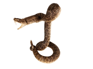 Mounted Real Texas Western Diamondback Rattlesnake Striker: 47": Gallery Item 