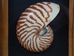 Framed Nautilus Shell: Gallery Item - 649-G6170 (10UF)