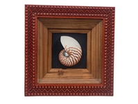 Framed Nautilus Shell: Gallery Item 
