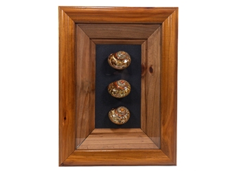 Framed Turbo Sarmaticus Shells: Gallery Item turban shells