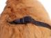 Sheared Czech Rabbit Massage Mitt: Small: Gallery Item - 696-10S-G6556 (Y1L)