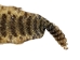 Prairie Rattlesnake Skin with Rattle: Gallery Item - 1282-SKI-G6953 (Y2LRG)