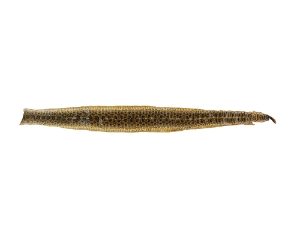 Prairie Rattlesnake Skin with Rattle: Gallery Item 