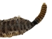 Prairie Rattlesnake Skin with Rattle: Gallery Item - 1282-SKI-G6985 (Y2LRG)