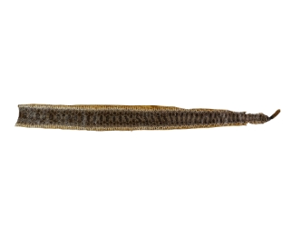 Prairie Rattlesnake Skin with Rattle: Gallery Item 