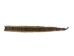 Prairie Rattlesnake Skin with Rattle: Gallery Item - 1282-SKI-G6985 (Y2LRG)