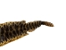 Prairie Rattlesnake Skin with Rattle: Gallery Item - 1282-SKI-G6986 (Y2LRG)