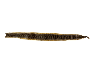 Prairie Rattlesnake Skin with Rattle: Gallery Item 