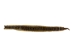 Prairie Rattlesnake Skin with Rattle: Gallery Item - 1282-SKI-G6986 (Y2LRG)