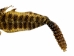 Prairie Rattlesnake Skin with Rattle: Gallery Item - 1282-SKI-G6987 (Y2LRG)