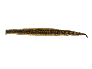 Prairie Rattlesnake Skin with Rattle: Gallery Item 