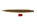 Prairie Rattlesnake Skin with Rattle: Gallery Item - 1282-SKI-G6988 (Y2LRG)