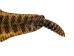 Prairie Rattlesnake Skin with Rattle: Gallery Item - 1282-SKI-G6988 (Y2LRG)