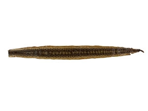 Prairie Rattlesnake Skin with Rattle: Gallery Item 