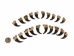 Real Mounted Black Bear Claw: Set of 20: Gallery Item - 209-04-SET-G6593 (Y2DRG)