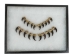 Real Mounted Black Bear Claw: Set of 20: Gallery Item - 209-04-SET-G6593 (Y2DRG)