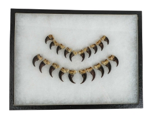 Real Mounted Black Bear Claw: Set of 20: Gallery Item 