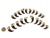Real Black Bear Claw: Set of 20: Gallery Item - 209-04-SET-G6594 (Y2DRG)