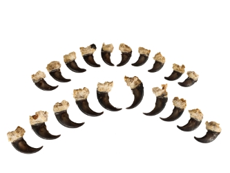 Real Black Bear Claw: Set of 20: Gallery Item 