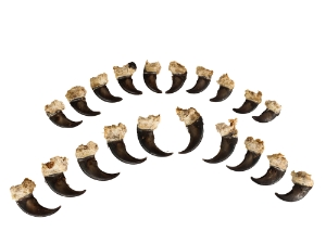 Real Black Bear Claw: Set of 20: Gallery Item 