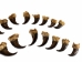 Real Mounted Black Bear Claw: Set of 20: Gallery Item - 209-04-SET-G6595 (Y2DRG)