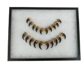 Real Mounted Black Bear Claw: Set of 20: Gallery Item 