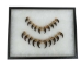 Real Mounted Black Bear Claw: Set of 20: Gallery Item - 209-04-SET-G6595 (Y2DRG)