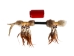 Iroquois Talking Stick: Gallery Item - 420-G6590 (Y1HRF)
