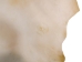 Bleached Goat Rawhide: Extra Large: Gallery Item - 55-50XB-G6979 (Y2JRF)