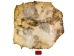 Goat Rawhide: XXL: Gallery Item - 55-50XXL-G6975 (Y2JRF)